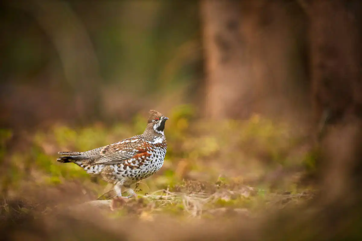 Jariabok hôrny (Tetrastes bonasia)