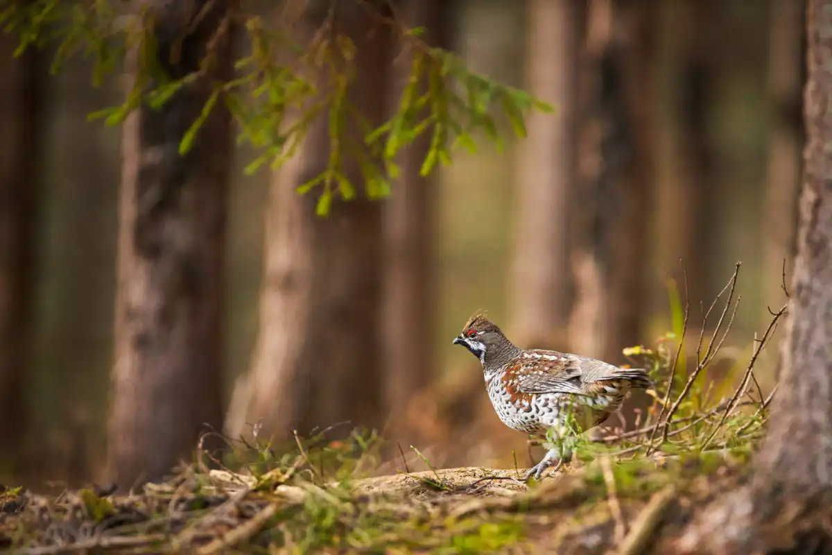 Jariabok hôrny (Tetrastes bonasia)