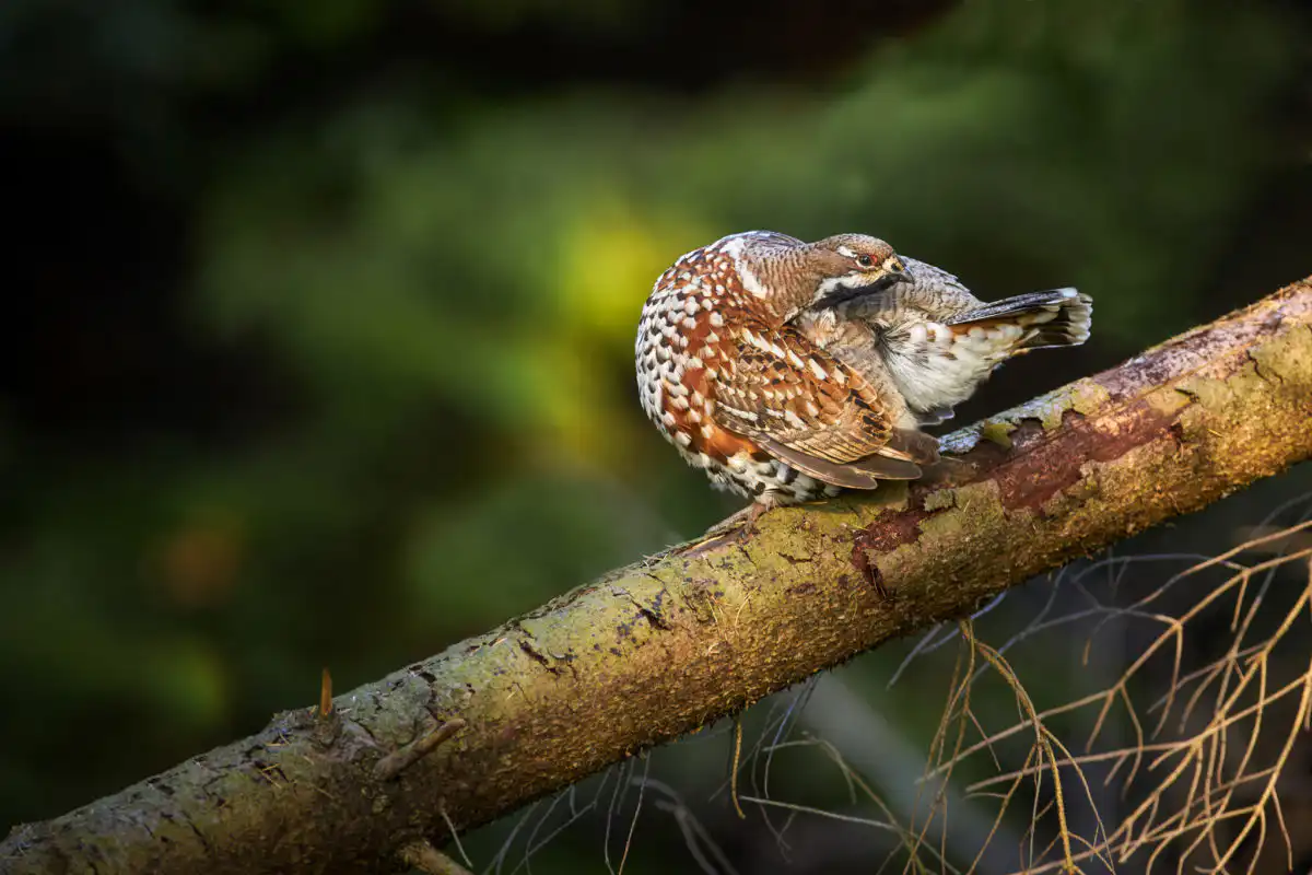 Jariabok hôrny (Tetrastes bonasia)