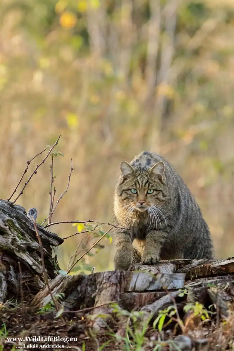 Mačka divá (Felis silvestris)