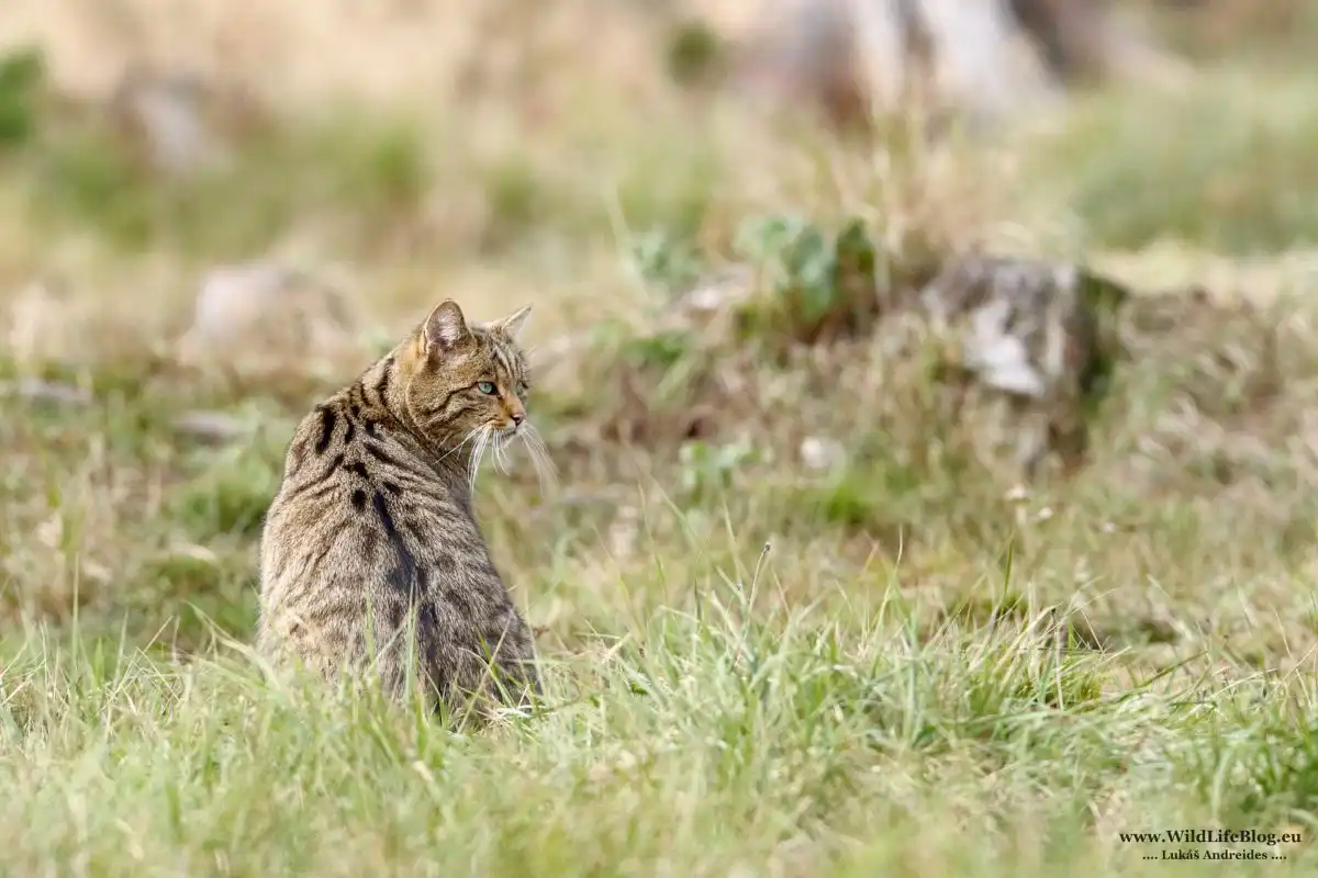 Mačka divá (Felis silvestris)