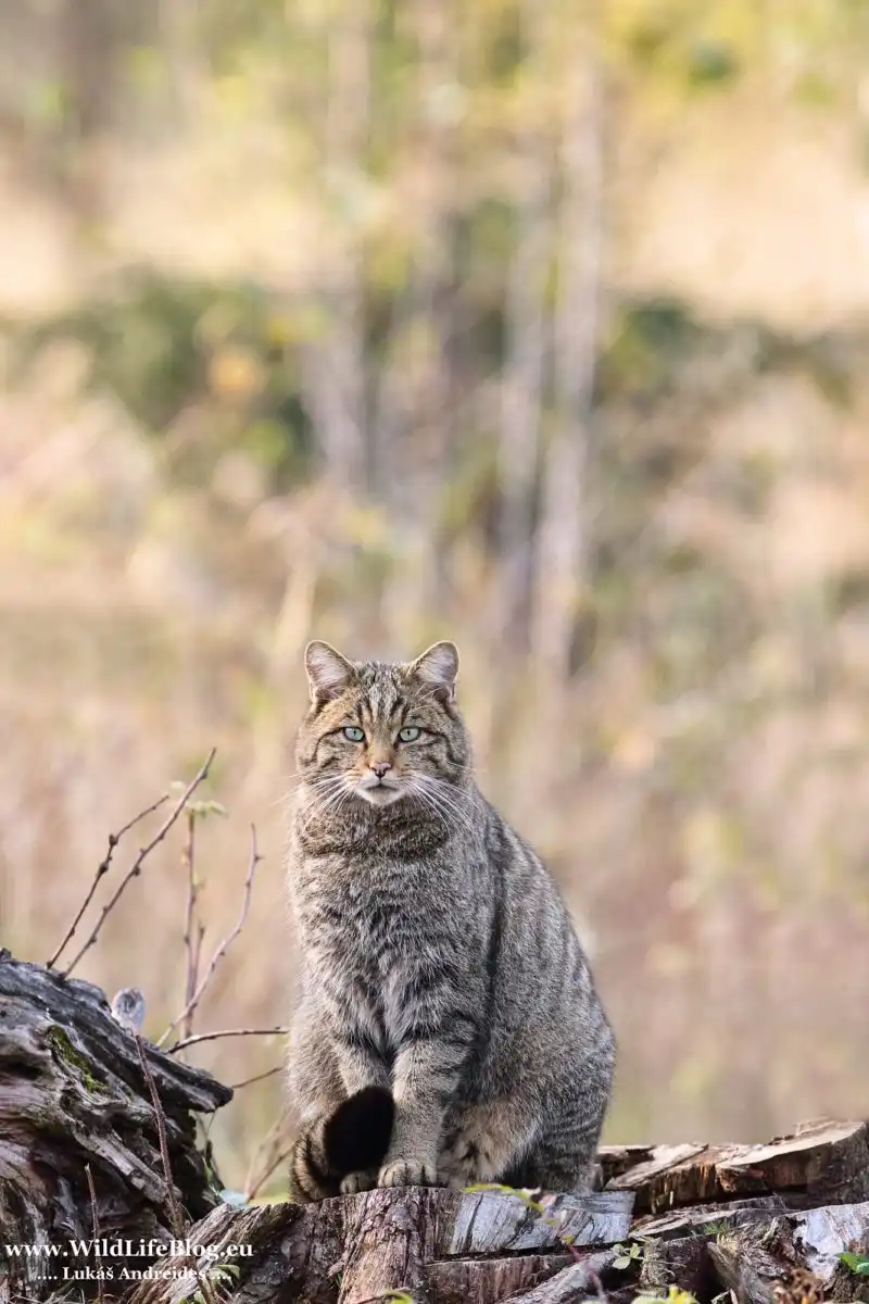 Mačka divá (Felis silvestris)