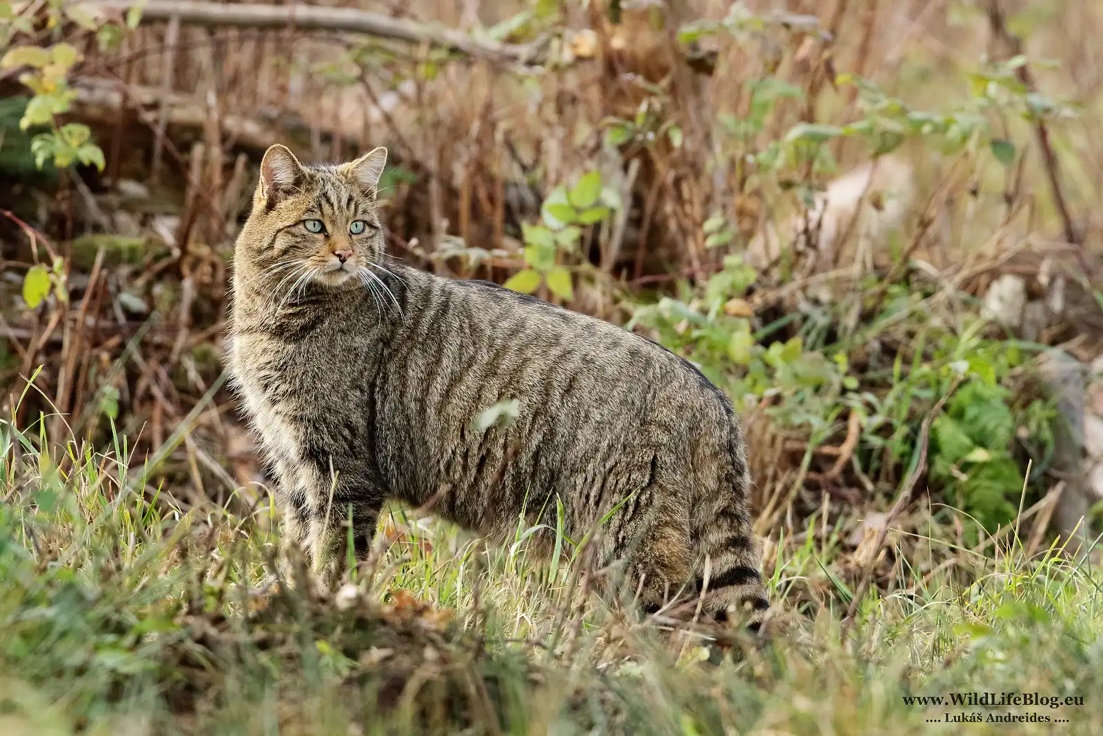 Mačka divá (Felis silvestris)