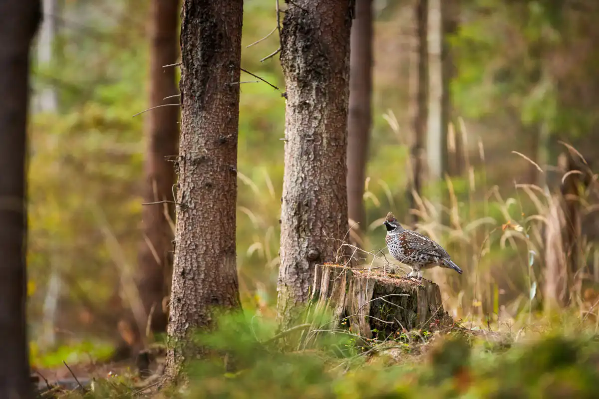 Jariabok hôrny (Tetrastes bonasia)
