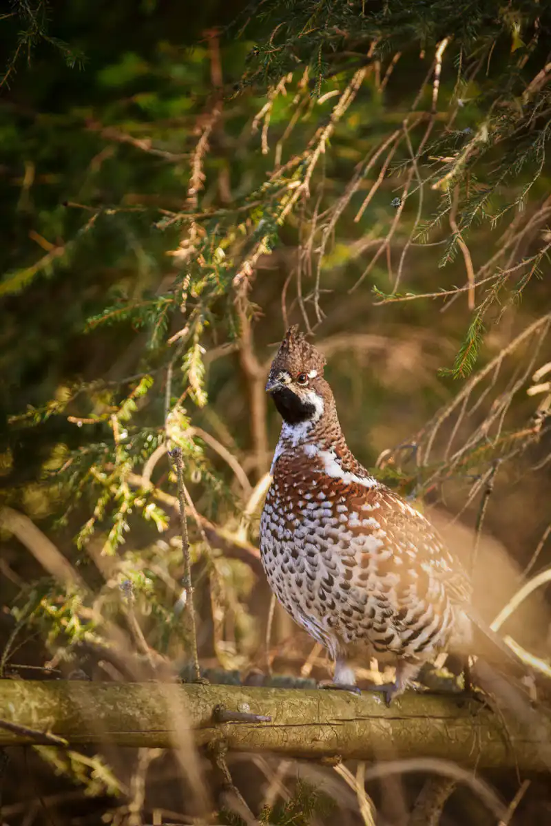 Jariabok hôrny (Tetrastes bonasia)