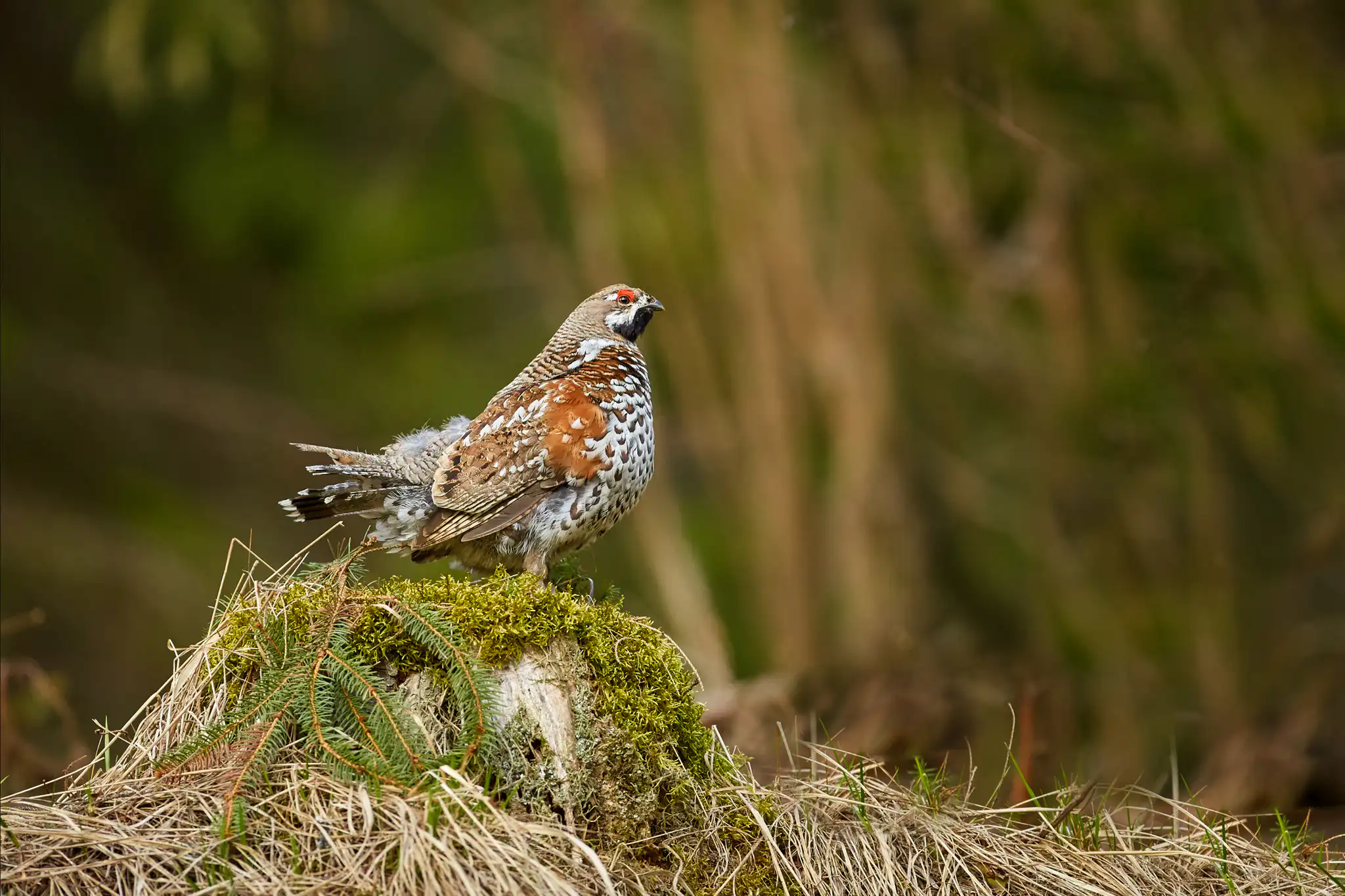 Jariabok hôrny (Tetrastes bonasia)