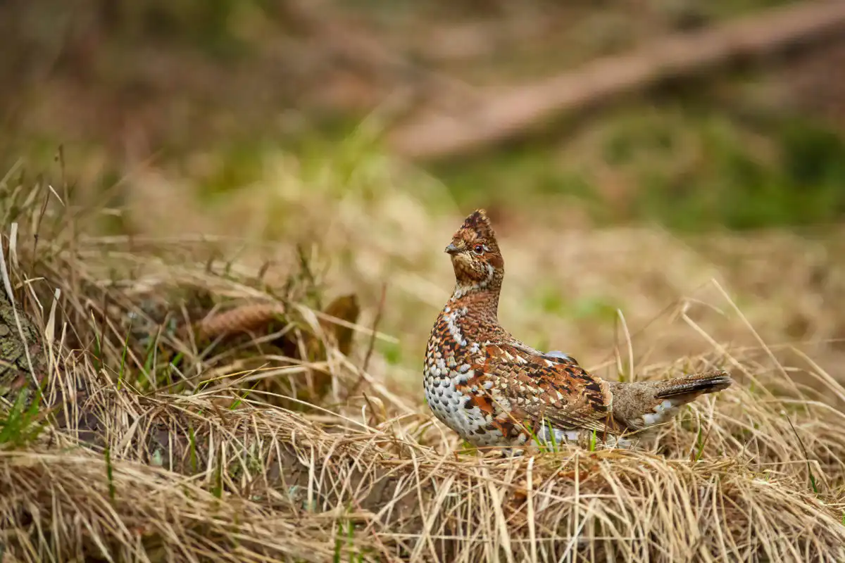 Jariabok hôrny (Tetrastes bonasia)