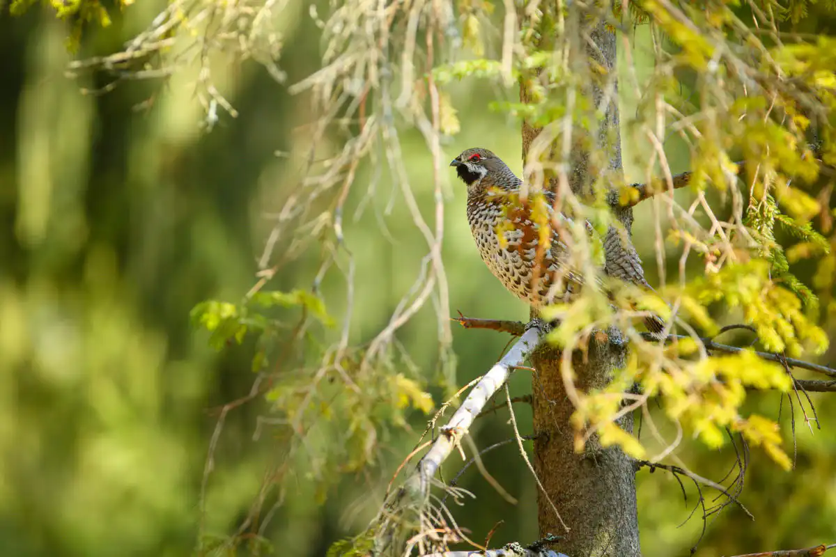 Jariabok hôrny (Tetrastes bonasia)
