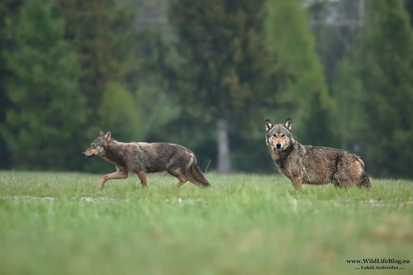 Vlk dravý (Canis lupus)