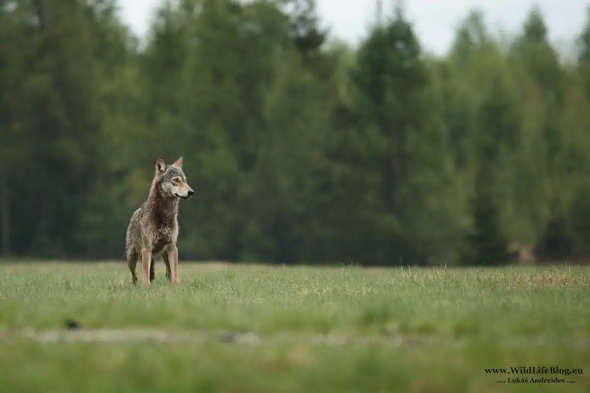 Wolf (Canis lupus)