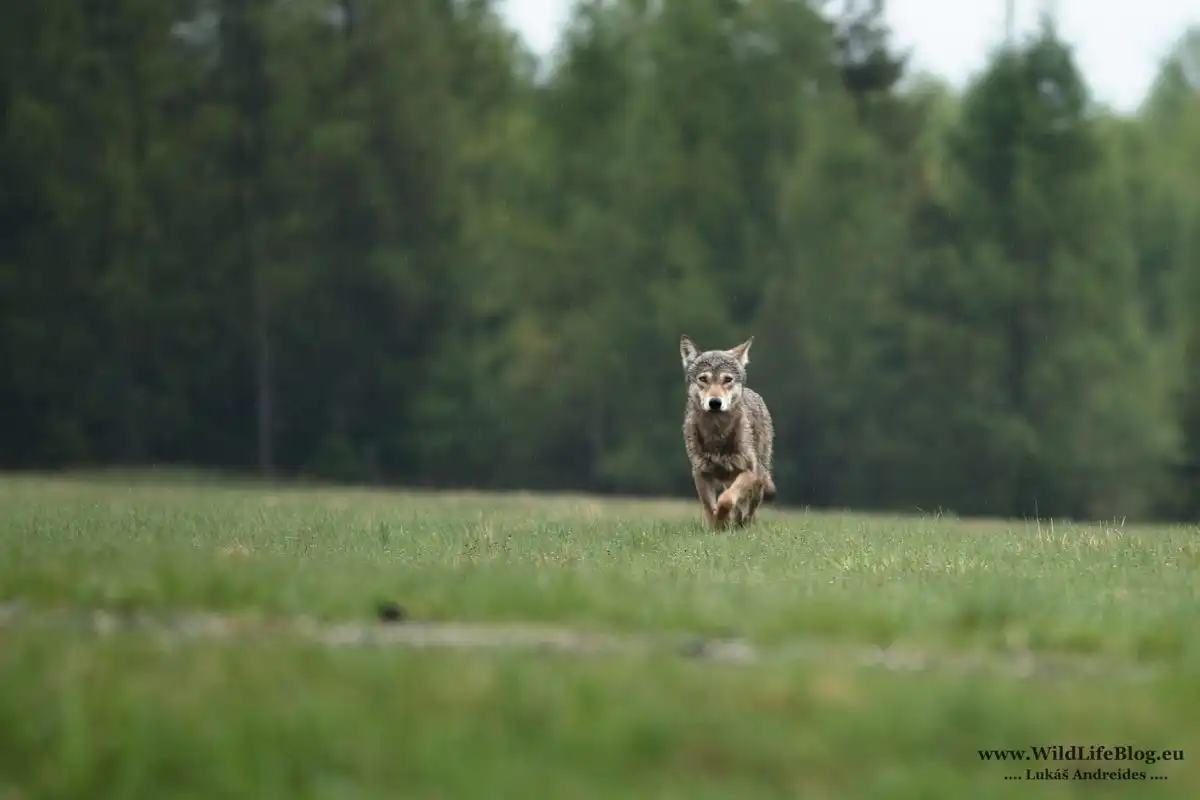 Vlk dravý (Canis lupus)