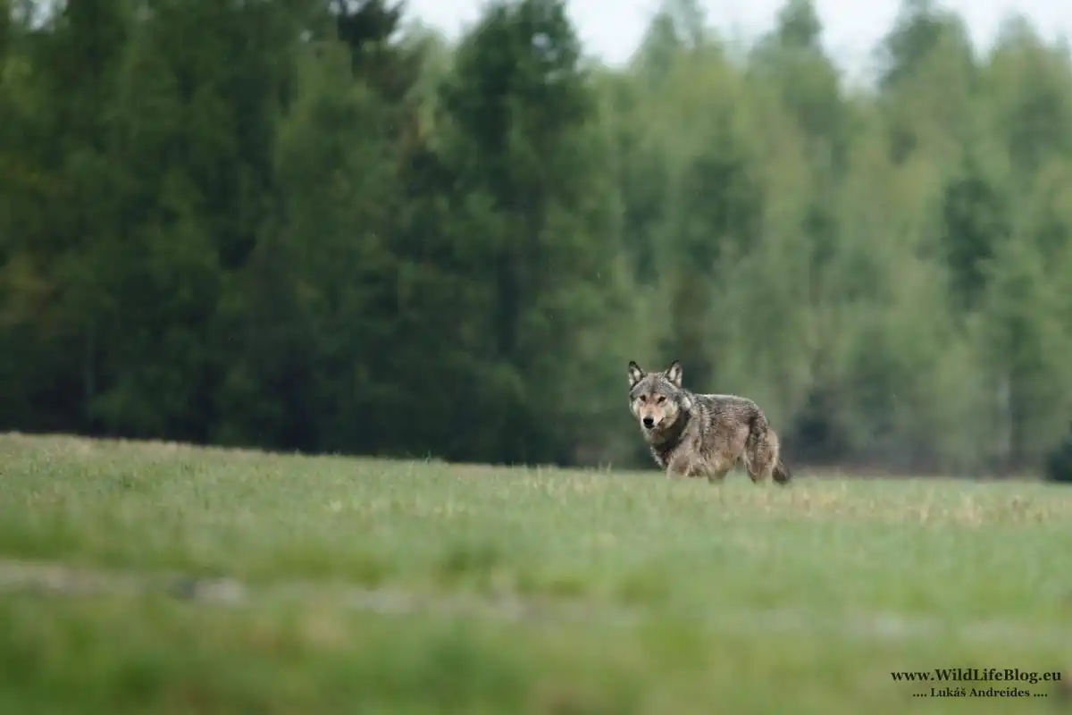 Wolf (Canis lupus)