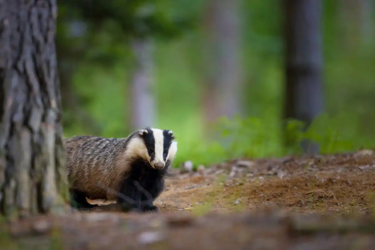 Jazvec lesný ( Meles meles )