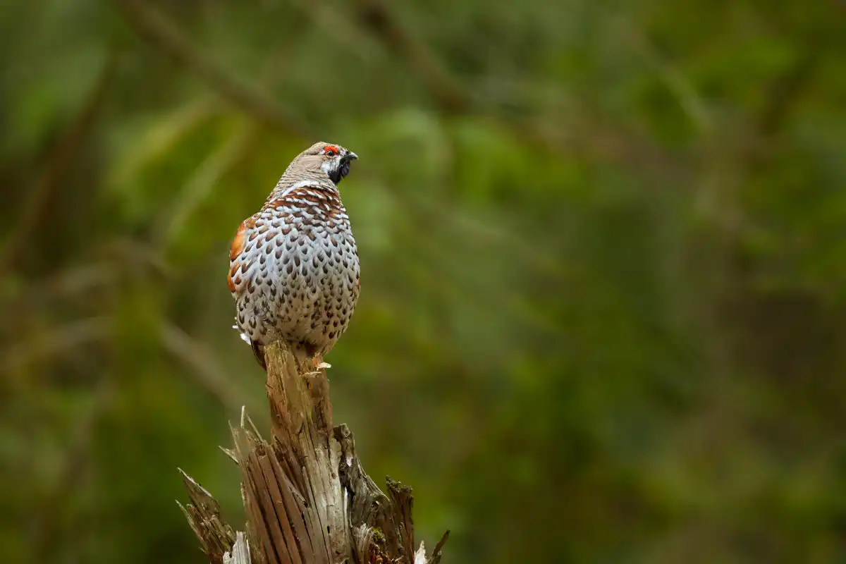 Jariabok hôrny (Tetrastes bonasia)