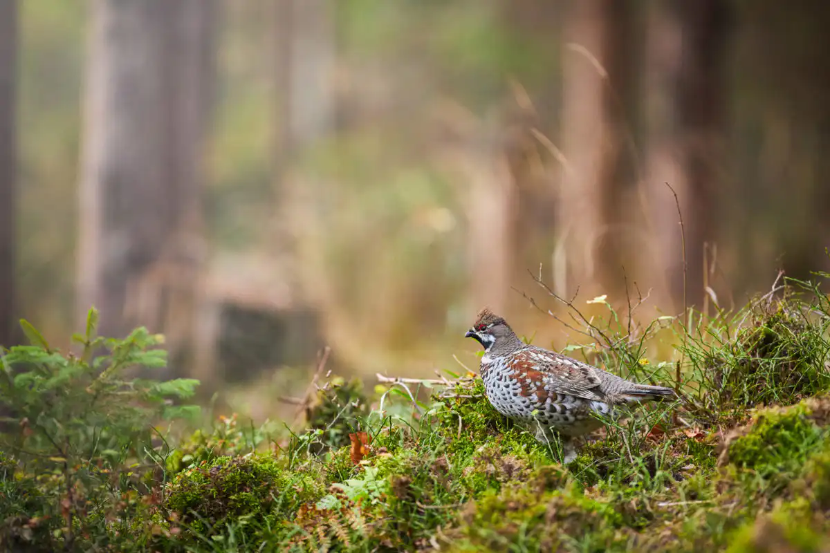 Jariabok hôrny (Tetrastes bonasia)