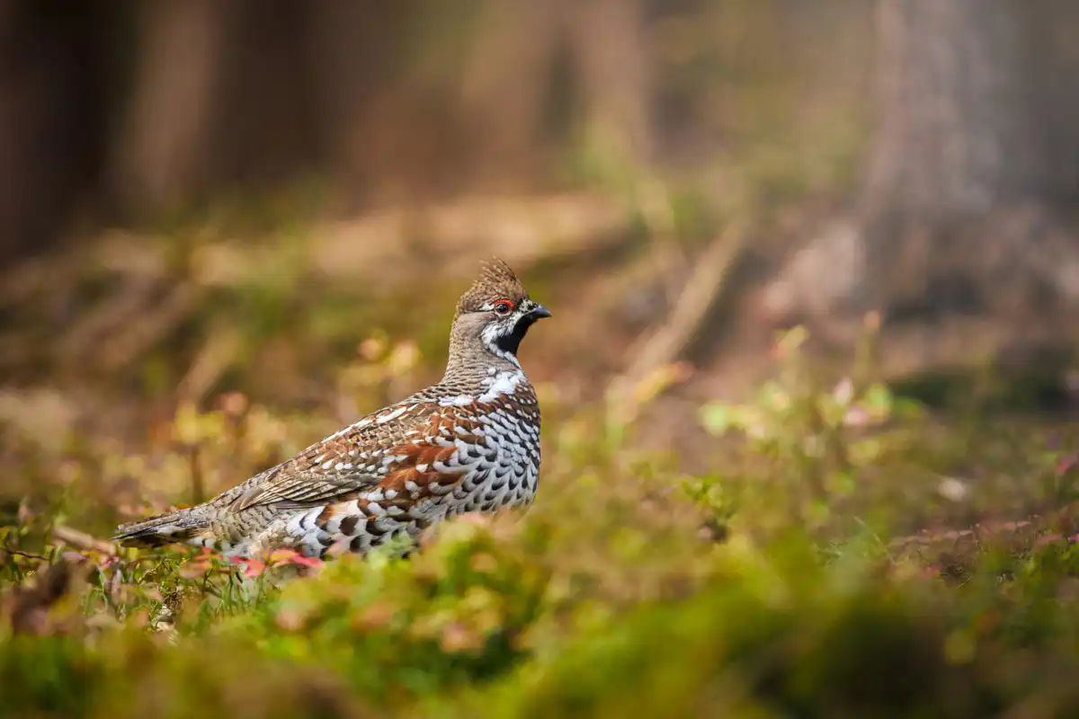 Jariabok hôrny (Tetrastes bonasia)