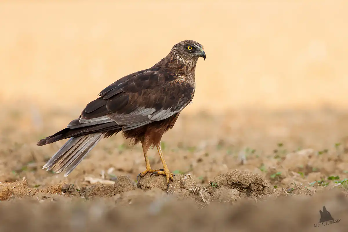 Kaňa močiarna (Circus aeruginosus)