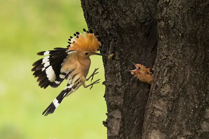 Dudek chocholatý (Upupa epops)