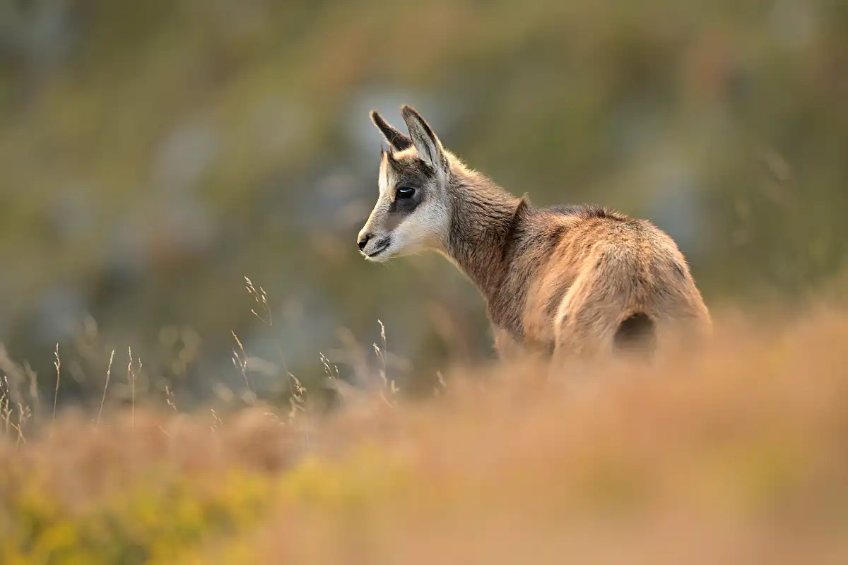 Kamzík vrchovský (Rupicapra rupicapra)