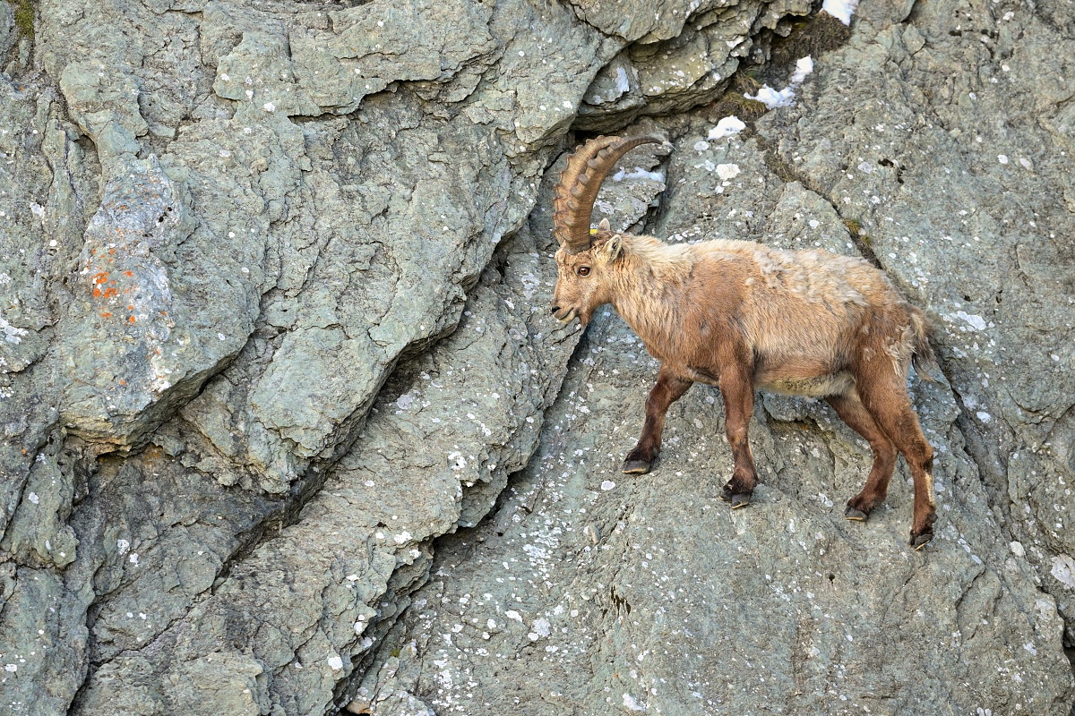 kozorožec alpský ( Capra ibex )