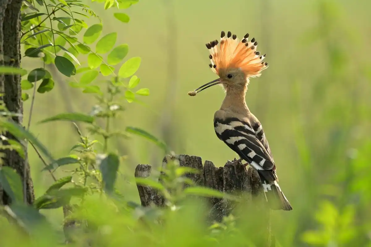 dudok chochlatý (Upupa epops)