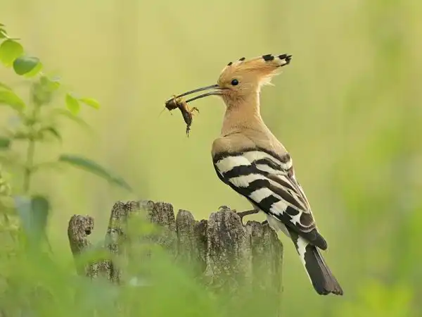 dudok chochlatý (Upupa epops)