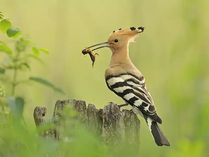 dudok chochlatý (Upupa epops)