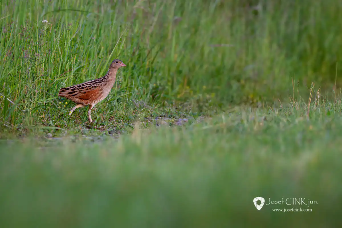 Chřástal polní (Crex crex)