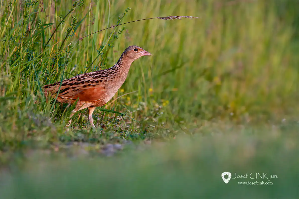 Chřástal polní (Crex crex)