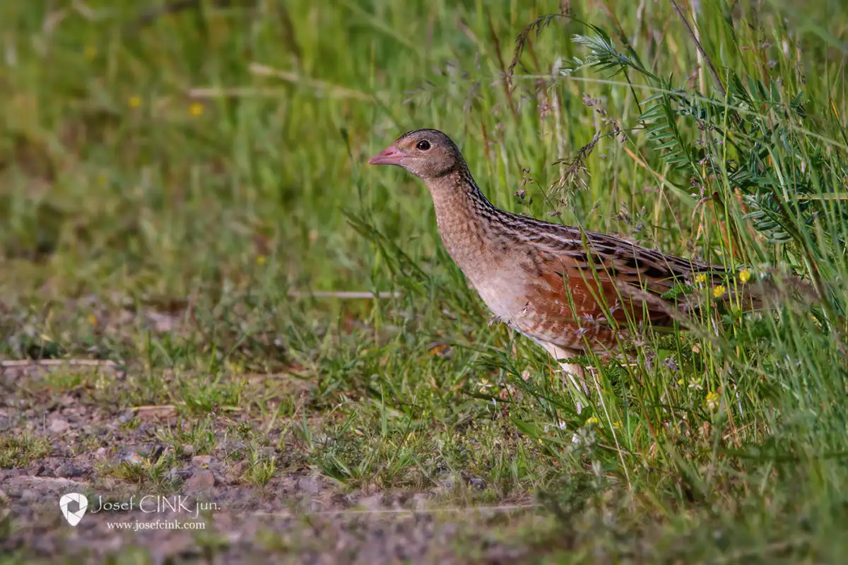 Chřástal polní (Crex crex)