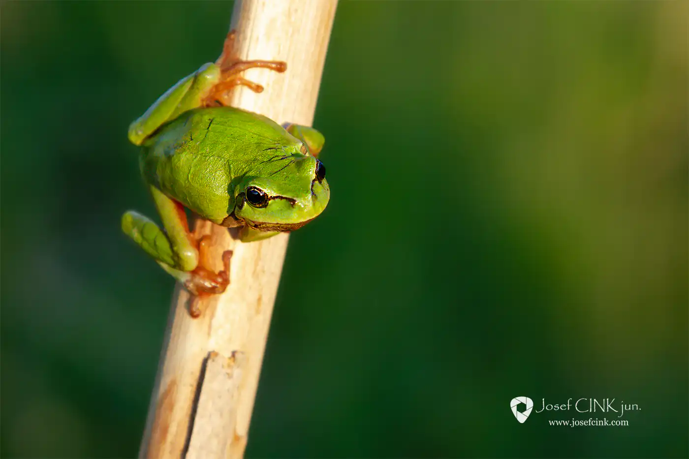 Rosnička zelená (Hyla arborea)