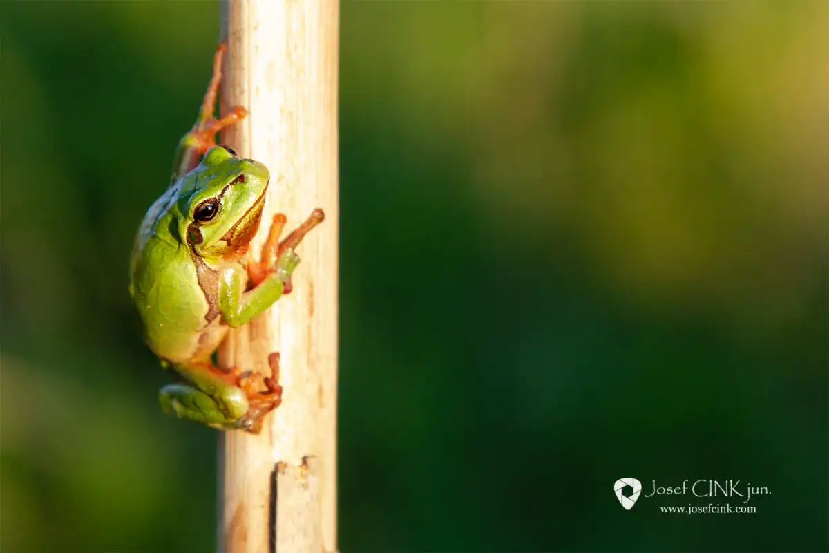 Rosnička zelená (Hyla arborea)