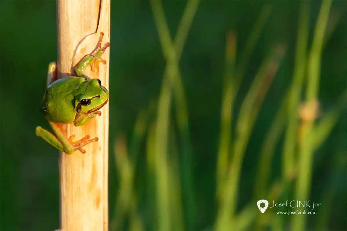 Rosnička zelená (Hyla arborea)