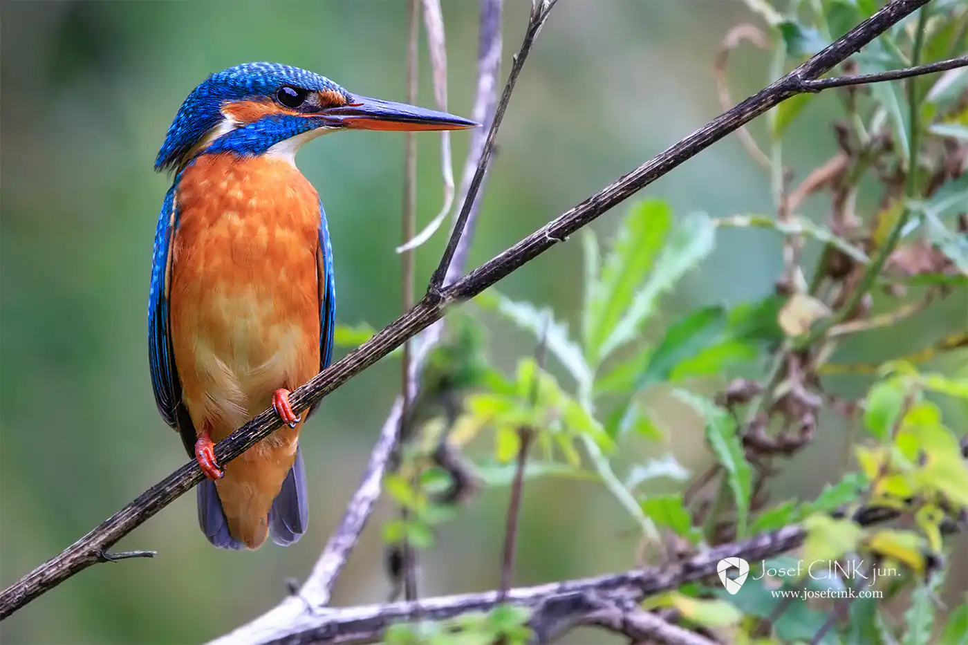 Ledňáček říční (Alcedo atthis)