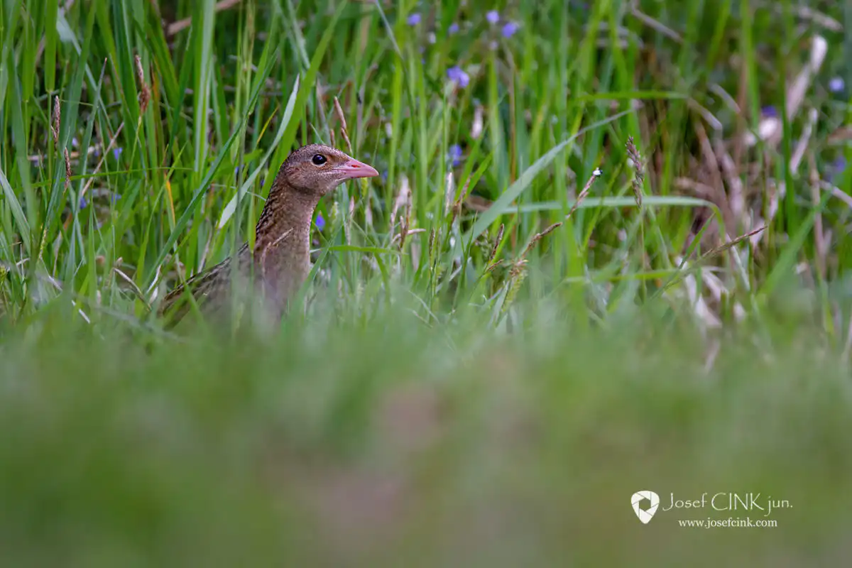 Chřástal polní (Crex crex)