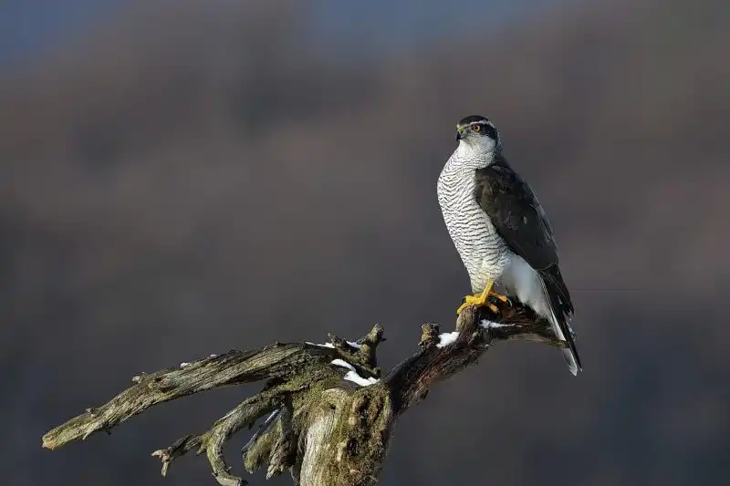Jastrab lesný (Accipiter gentilis)