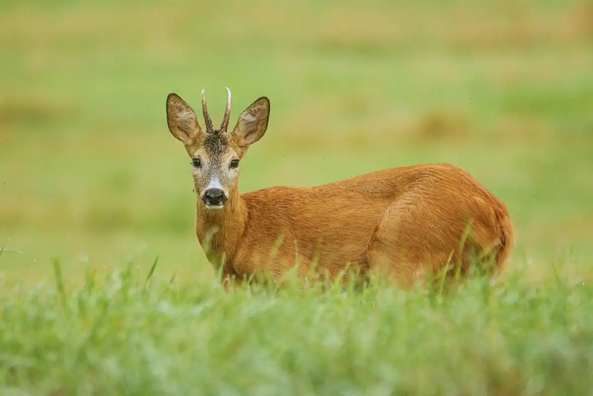 Srnec lesný ( Capreolus capreolus )