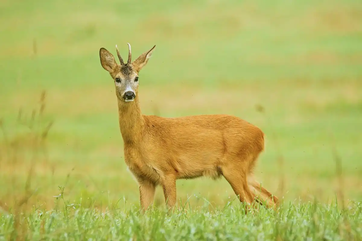 Srnec lesný ( Capreolus capreolus )