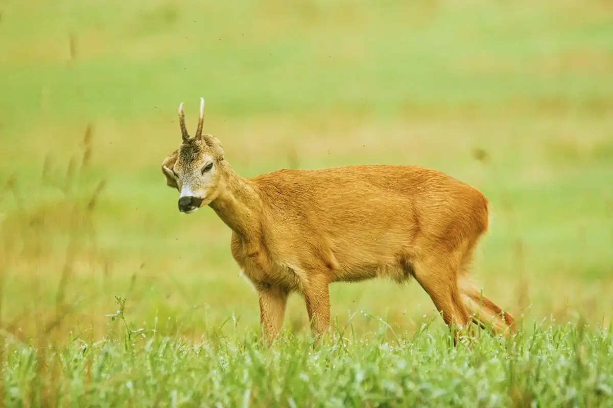 Srnec lesný ( Capreolus capreolus )