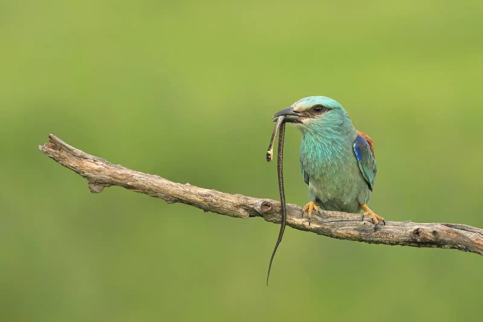 Krakľa belasá ( lat. Coracias garrulus )