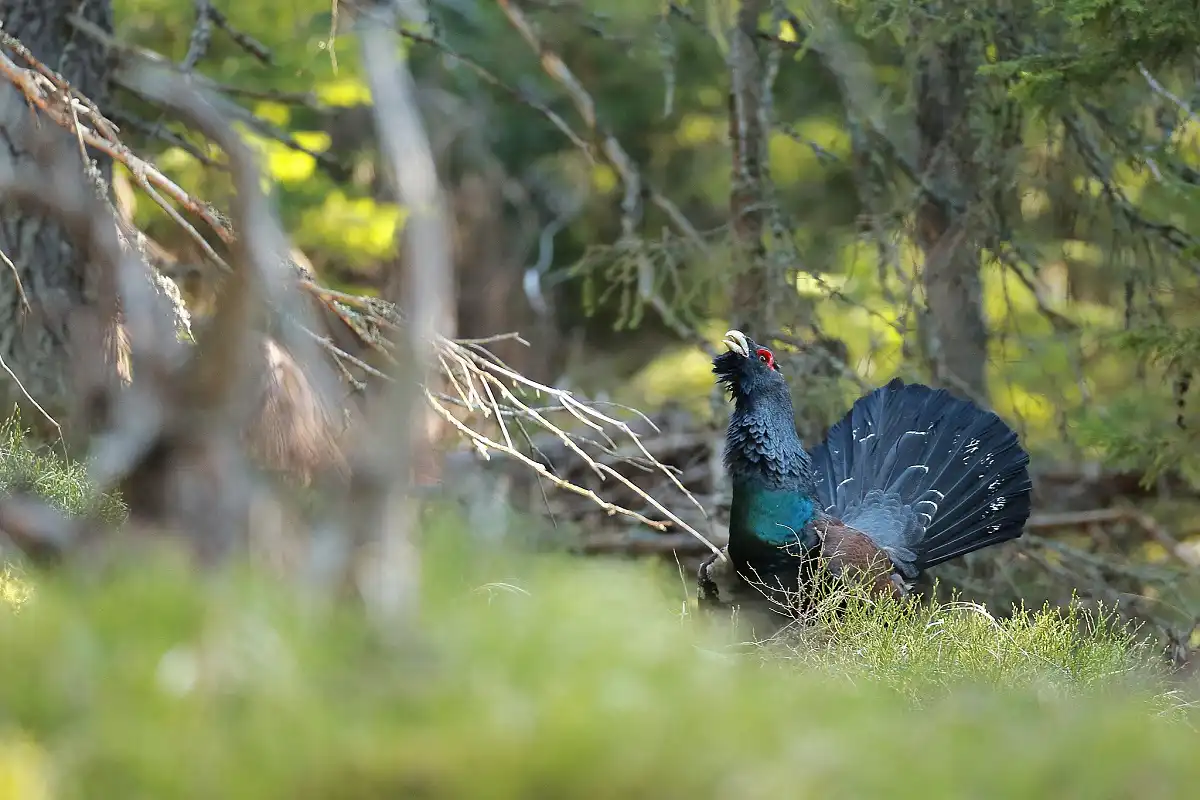 Tetrov hlucháň (Tetrao urogallus)