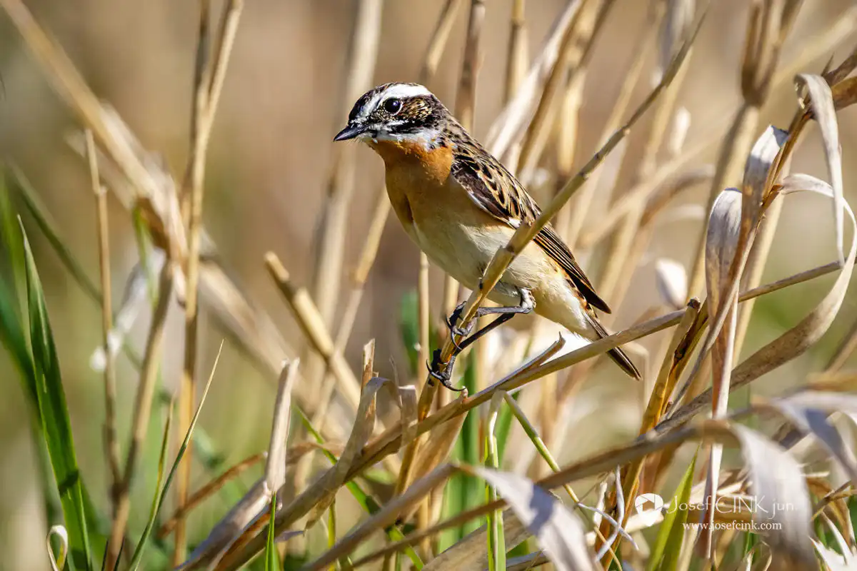 Bramborníček hnědý (Saxicola rubetra)