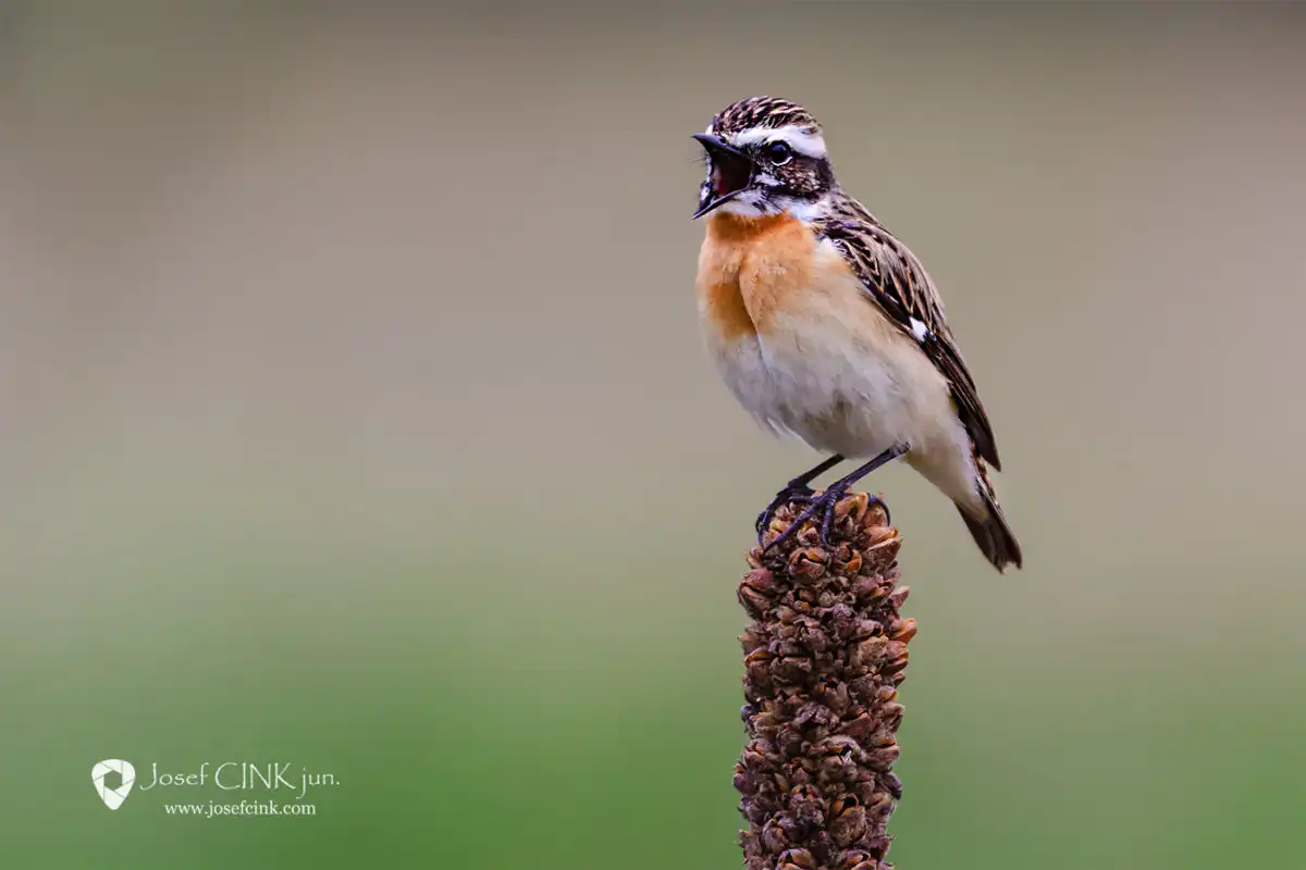 Bramborníček hnědý (Saxicola rubetra)