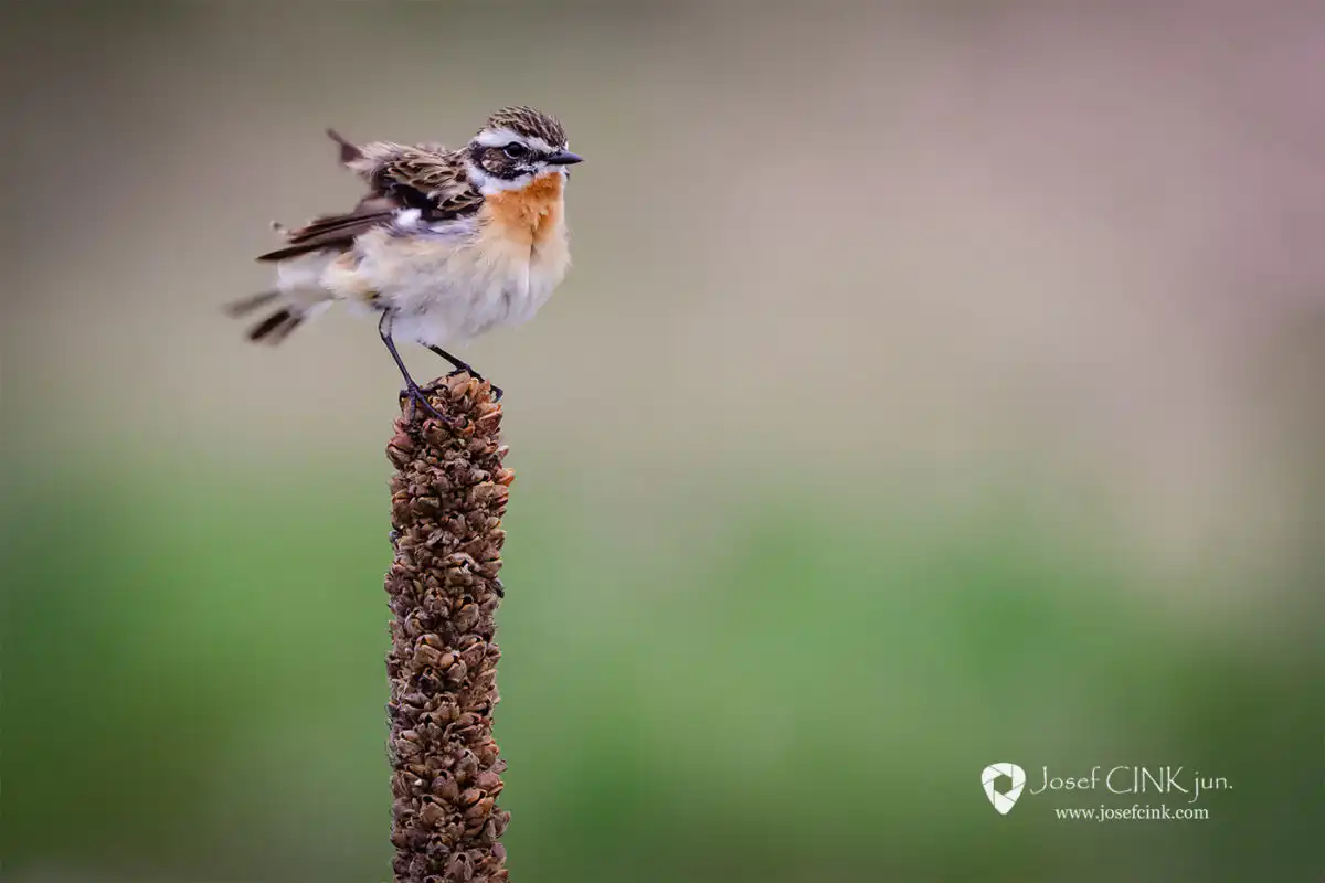 Bramborníček hnědý (Saxicola rubetra)