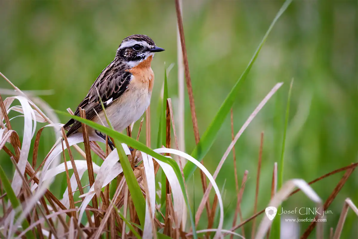 Bramborníček hnědý (Saxicola rubetra)