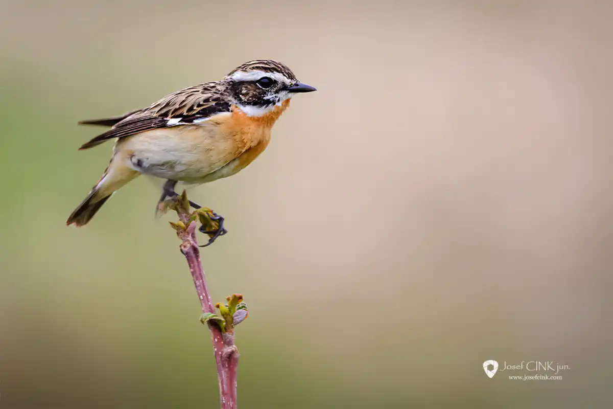 Bramborníček hnědý (Saxicola rubetra)