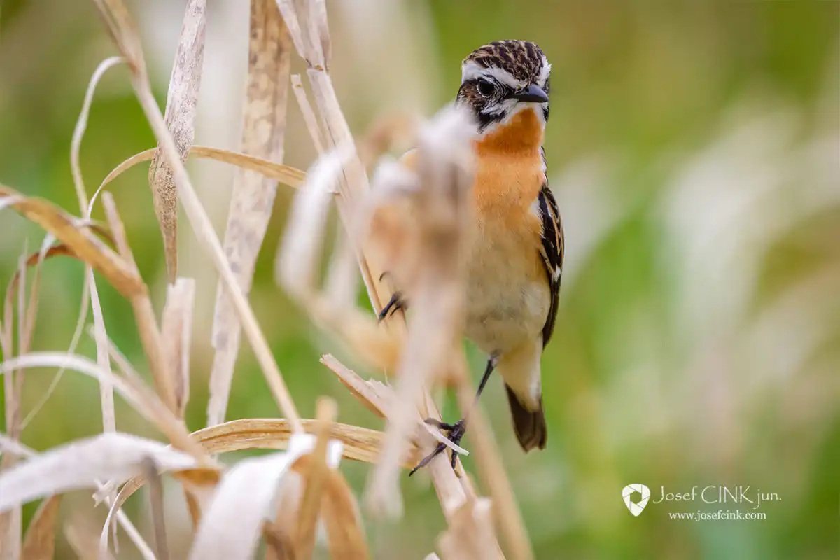 Bramborníček hnědý (Saxicola rubetra)