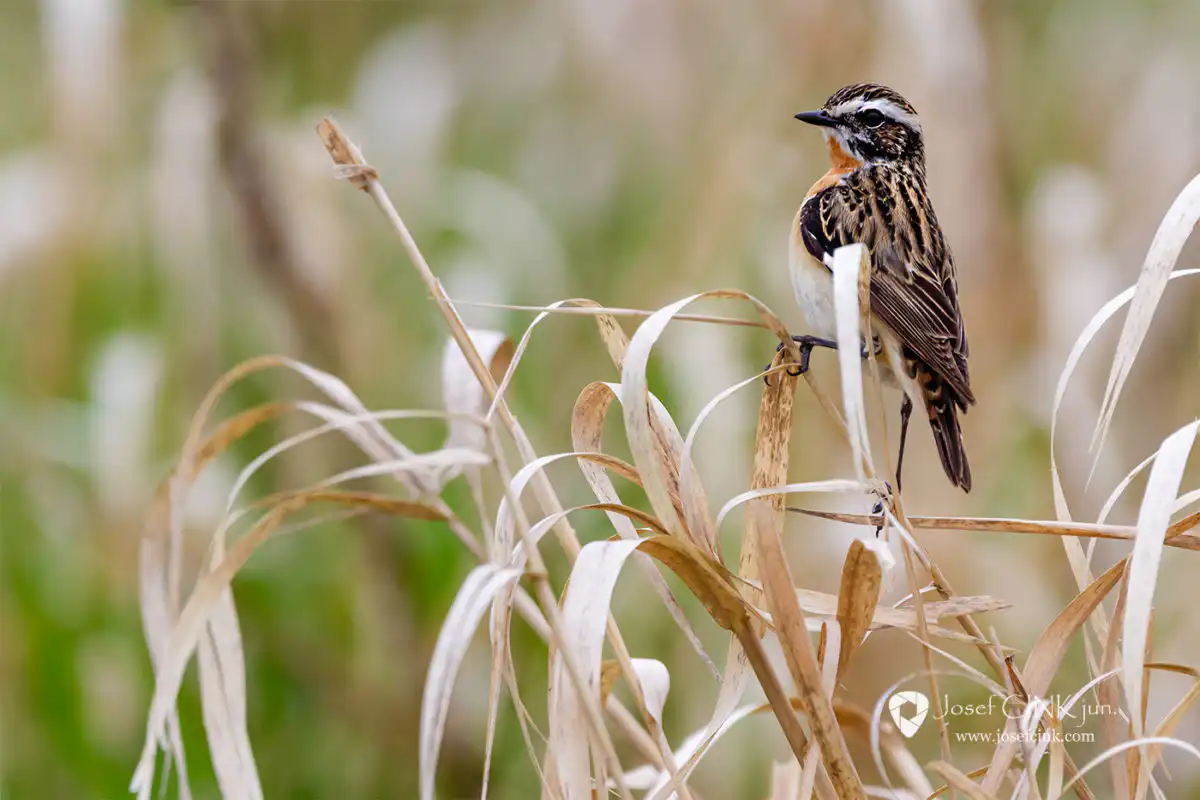 Bramborníček hnědý (Saxicola rubetra)