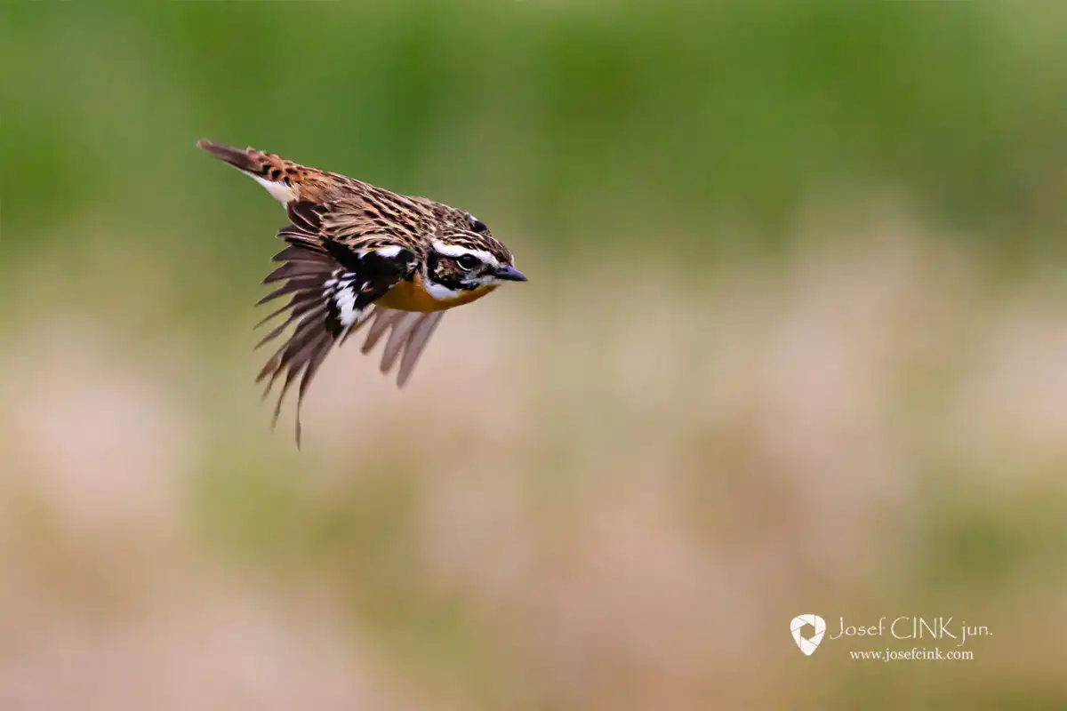 Bramborníček hnědý (Saxicola rubetra)