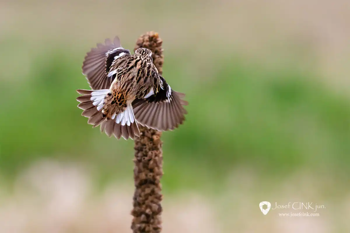 Bramborníček hnědý (Saxicola rubetra)